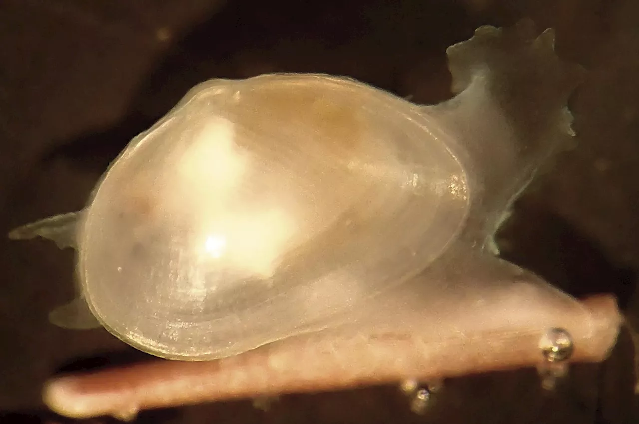 Hidden in Plain Sight: Marine Biologists Discover New Clam Species in South Africa