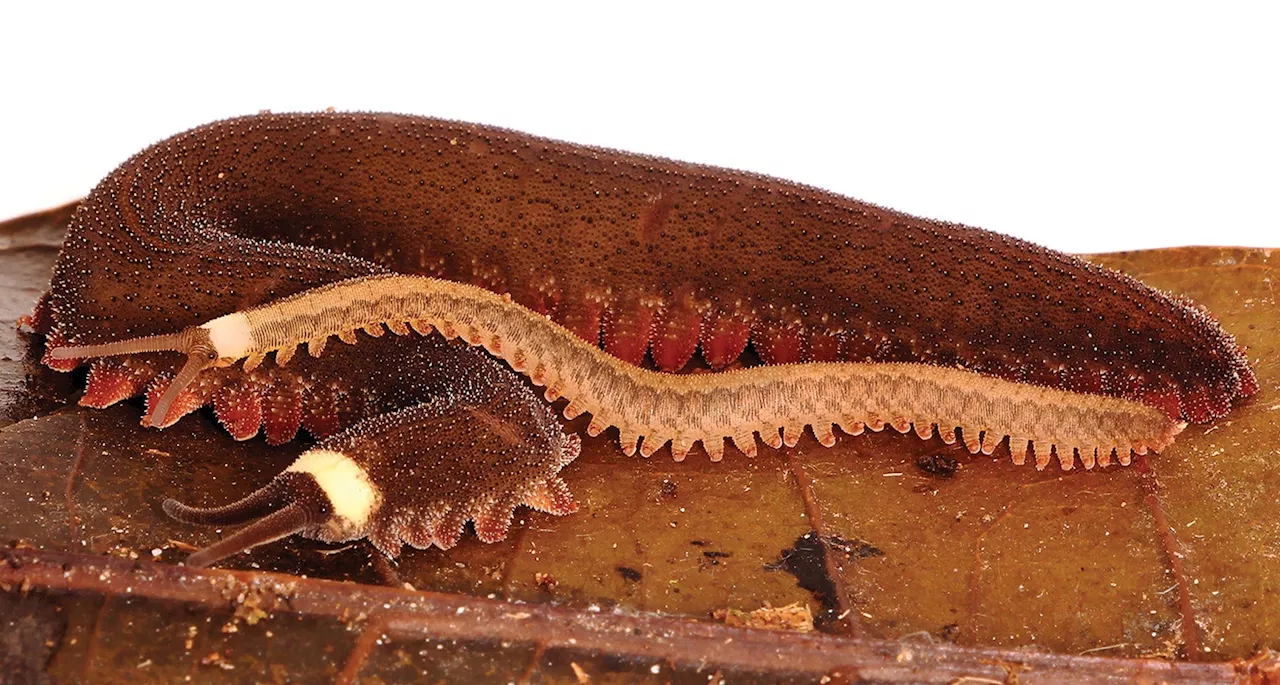 The First in Over 100 Years: New Species of Velvet Worm Discovered in Ecuador