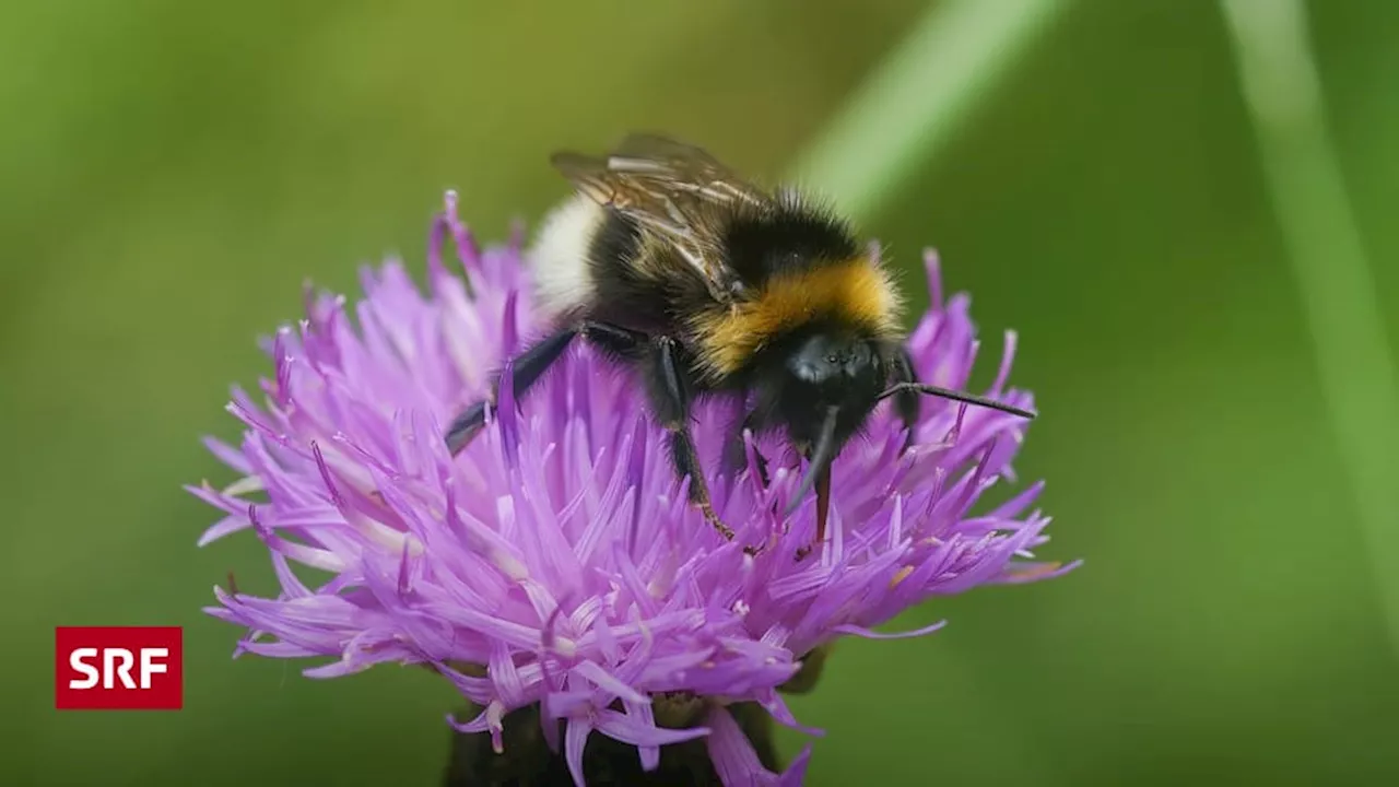 Wie gut erkennen Apps unsere Insekten?