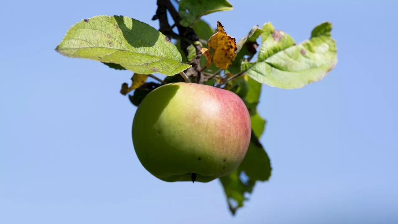 Apfelernte 2024: Obstbauern fürchten deutlich weniger Früchte