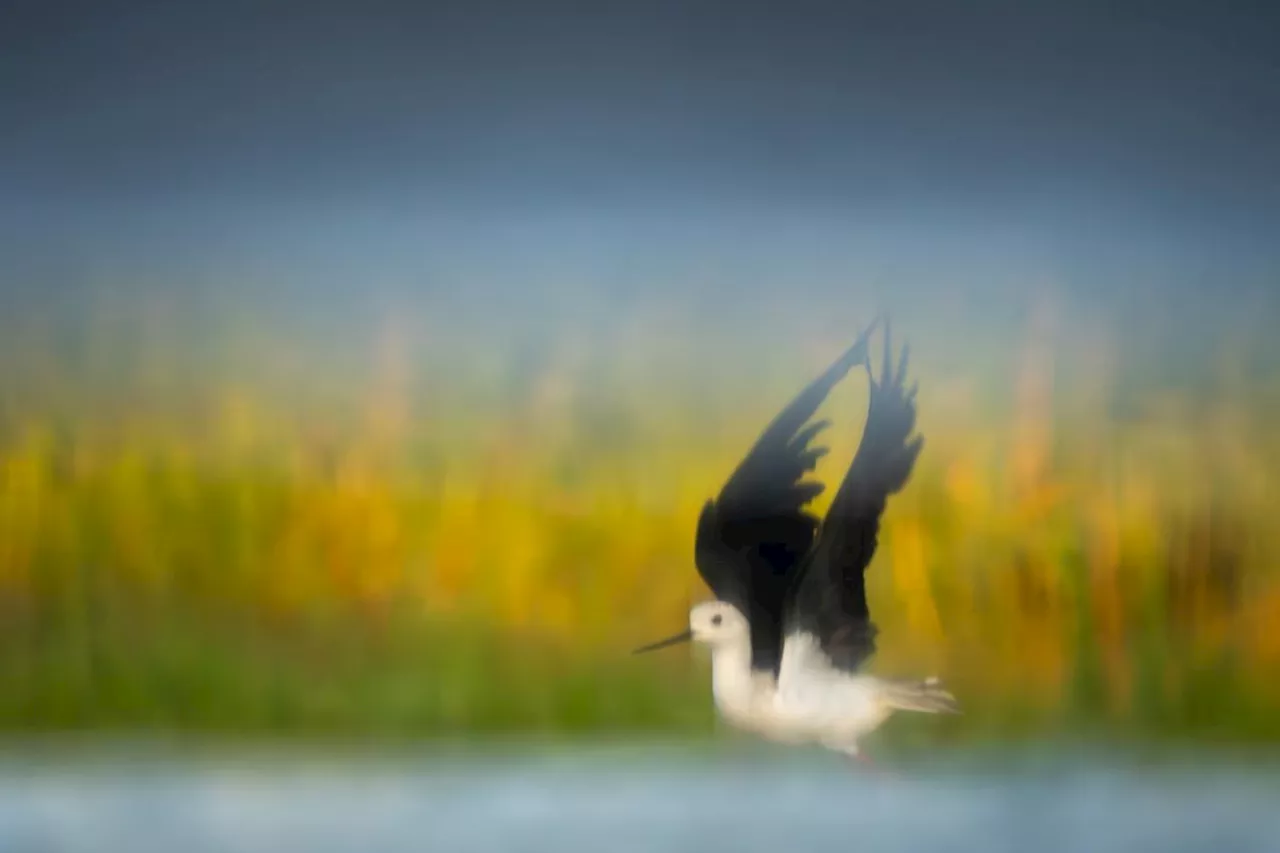 Charente-Maritime : photographe animalier, Antoine Dusart choisit de saisir les imprévus