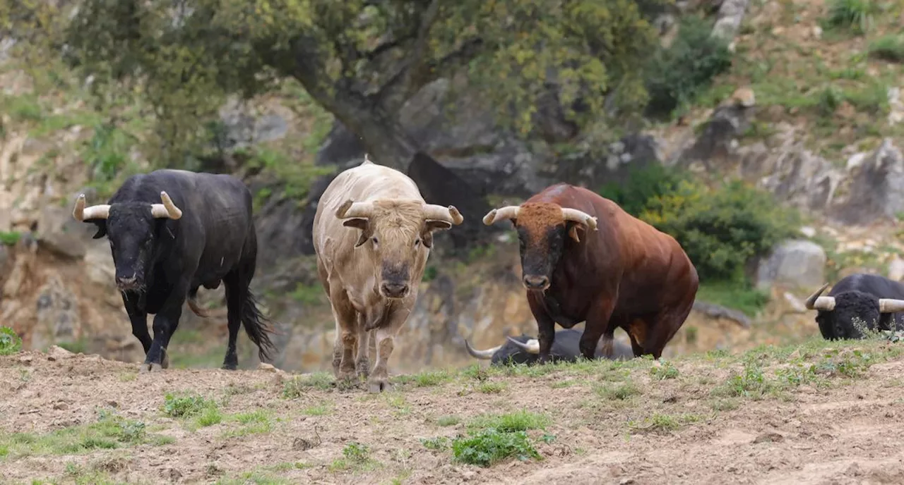 Deuxième corrida de la Feria de Dax 2024 : Santiago Domecq, des toros « bons à gracier »