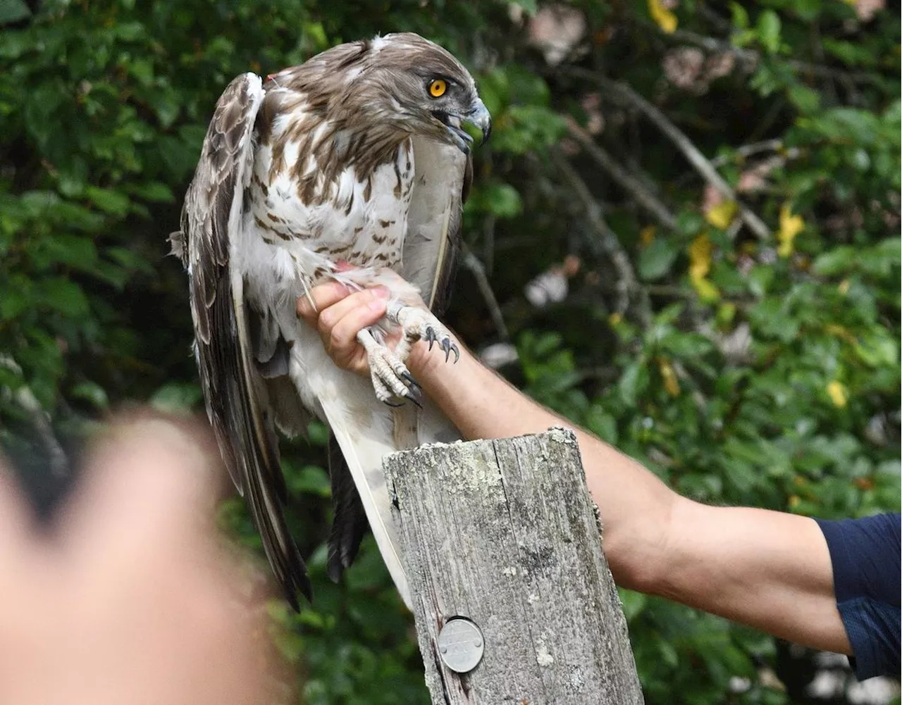 Dordogne et Charente : et le circaète Jean-le-Blanc s’est envolé vers la liberté retrouvée !