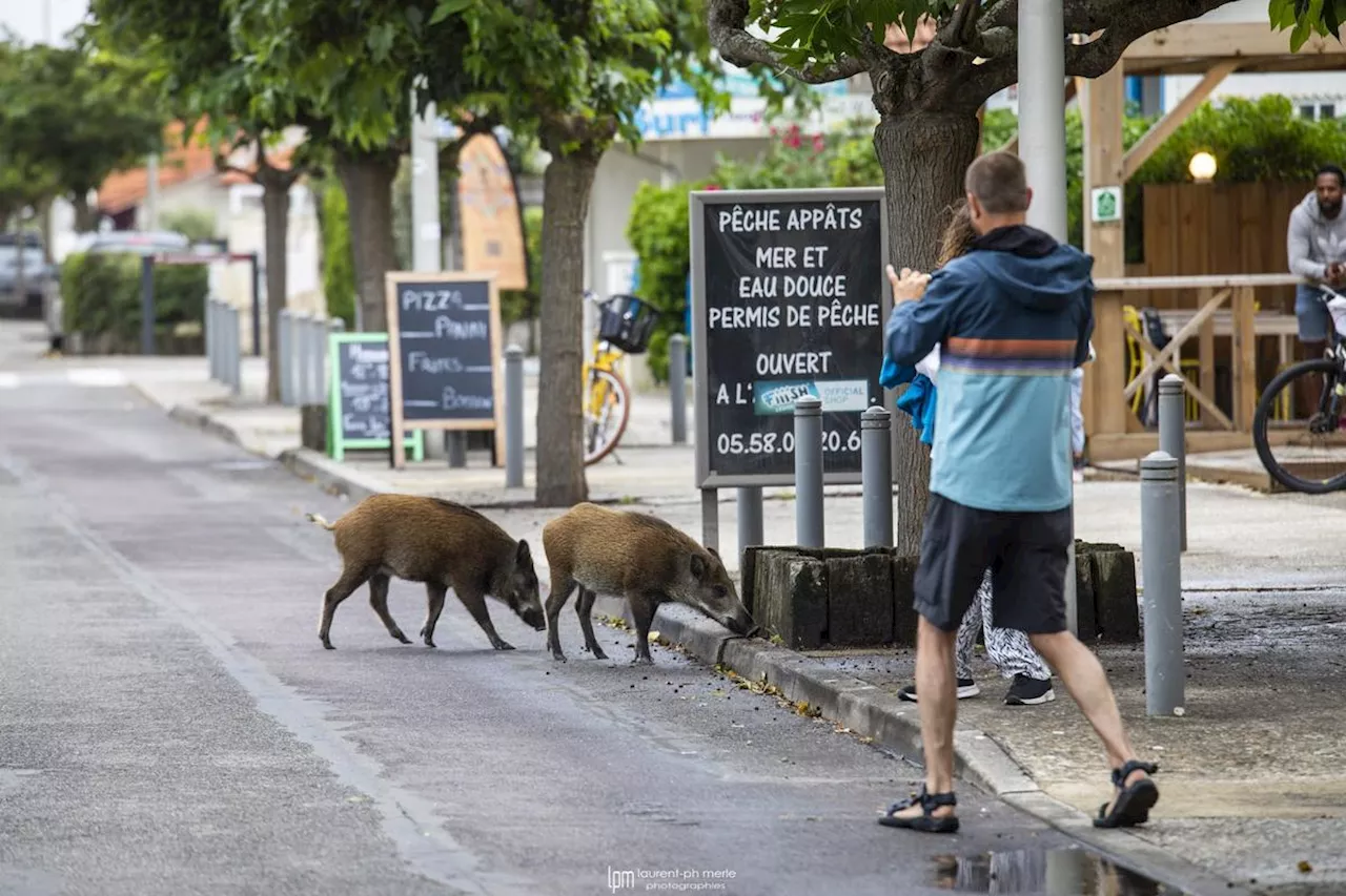 « Ils sont nourris par des vacanciers et des locaux » : les sangliers toujours présents à Mimizan