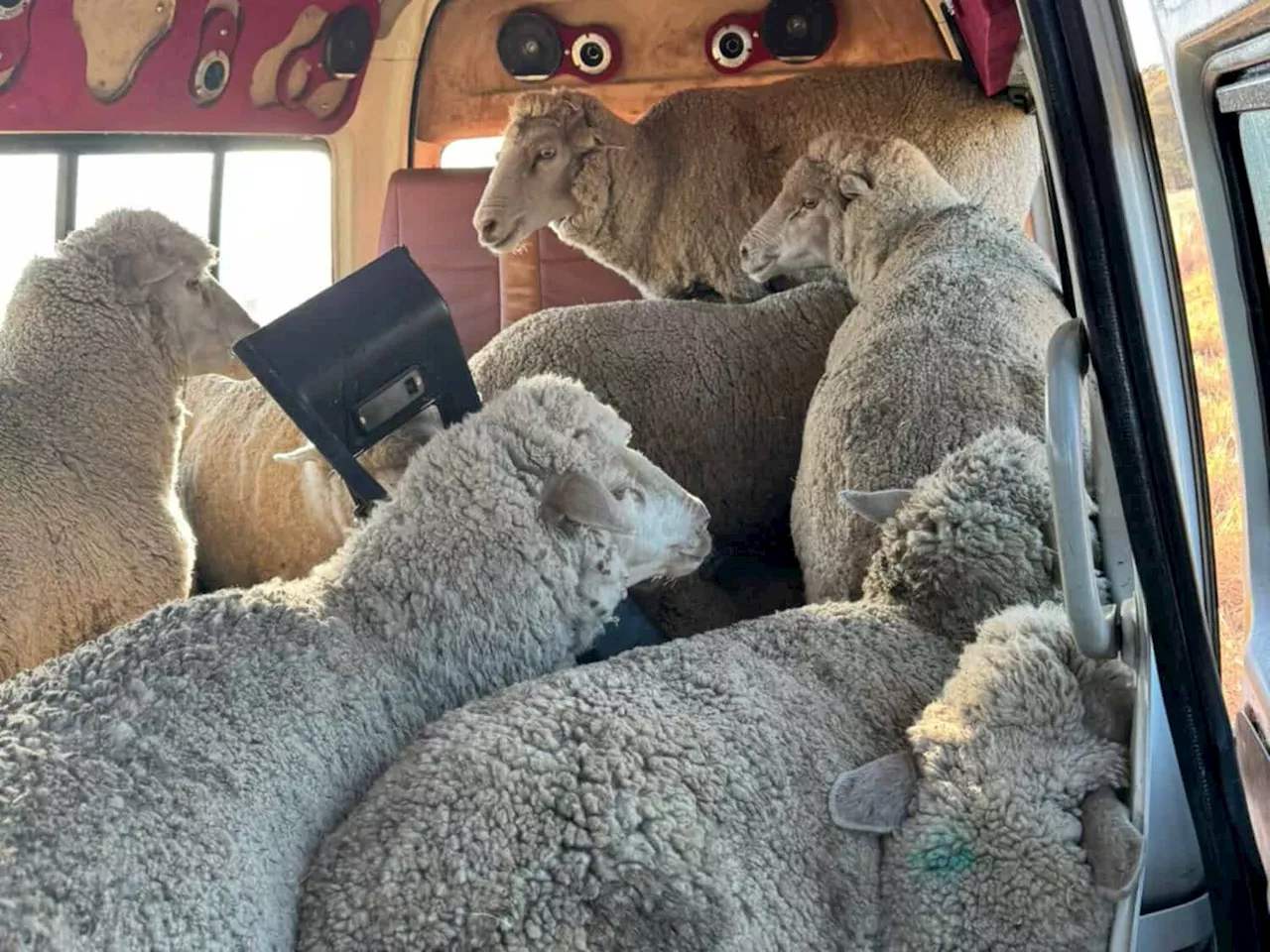 Minibus taxi carrying 24 sheep found after stock theft shoot-out