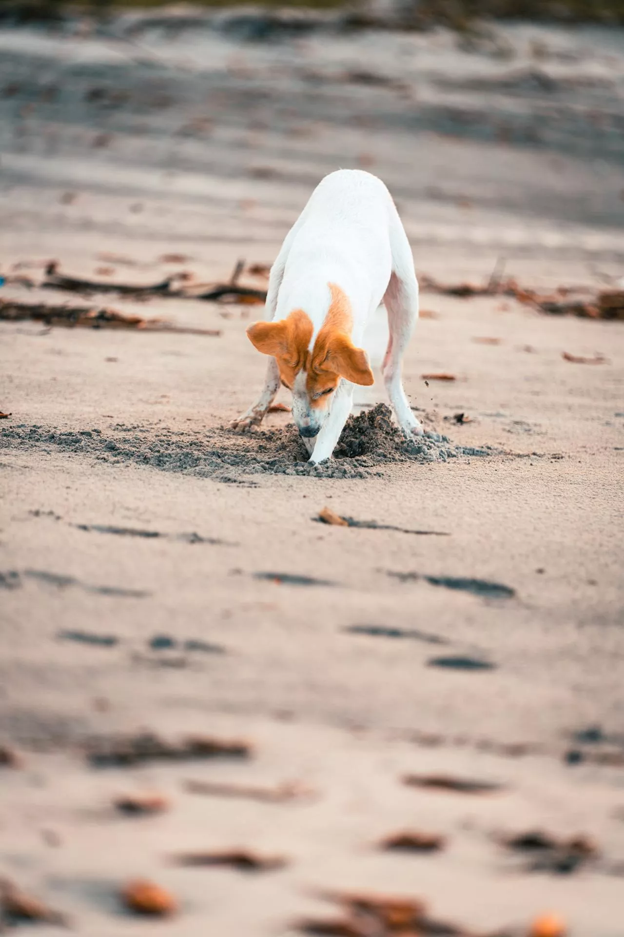 How to stop your dog from digging holes