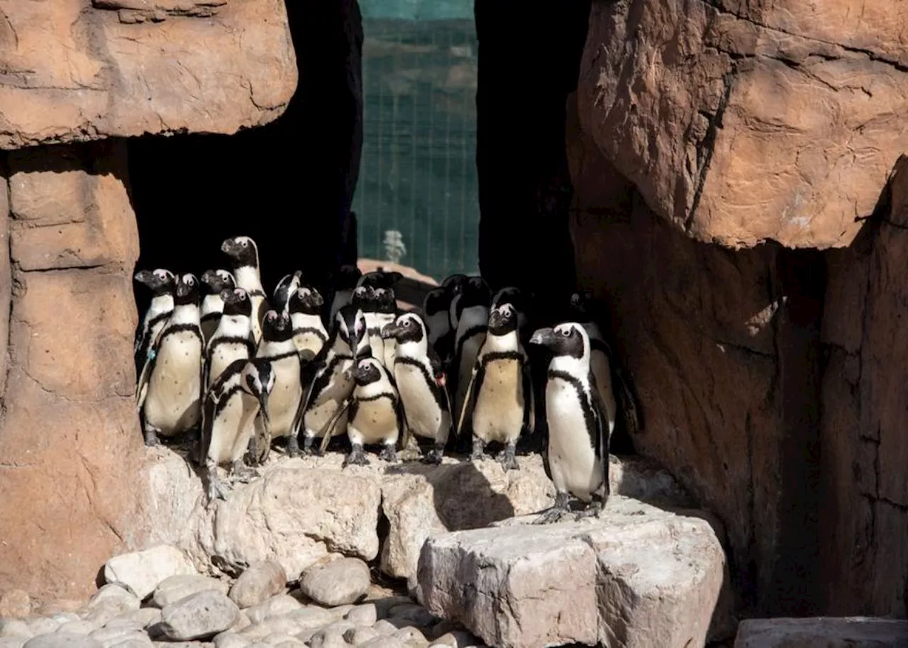 New penguin sanctuary opens in the Cape