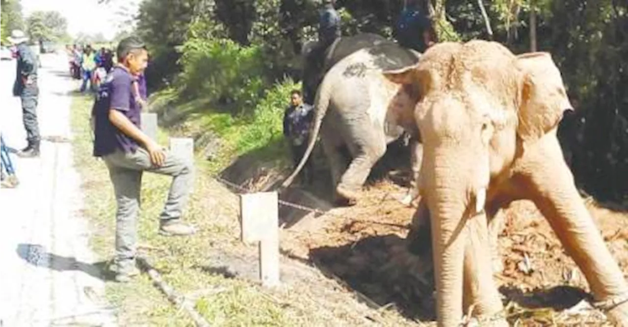 Call to curb encroachment of elephant territories