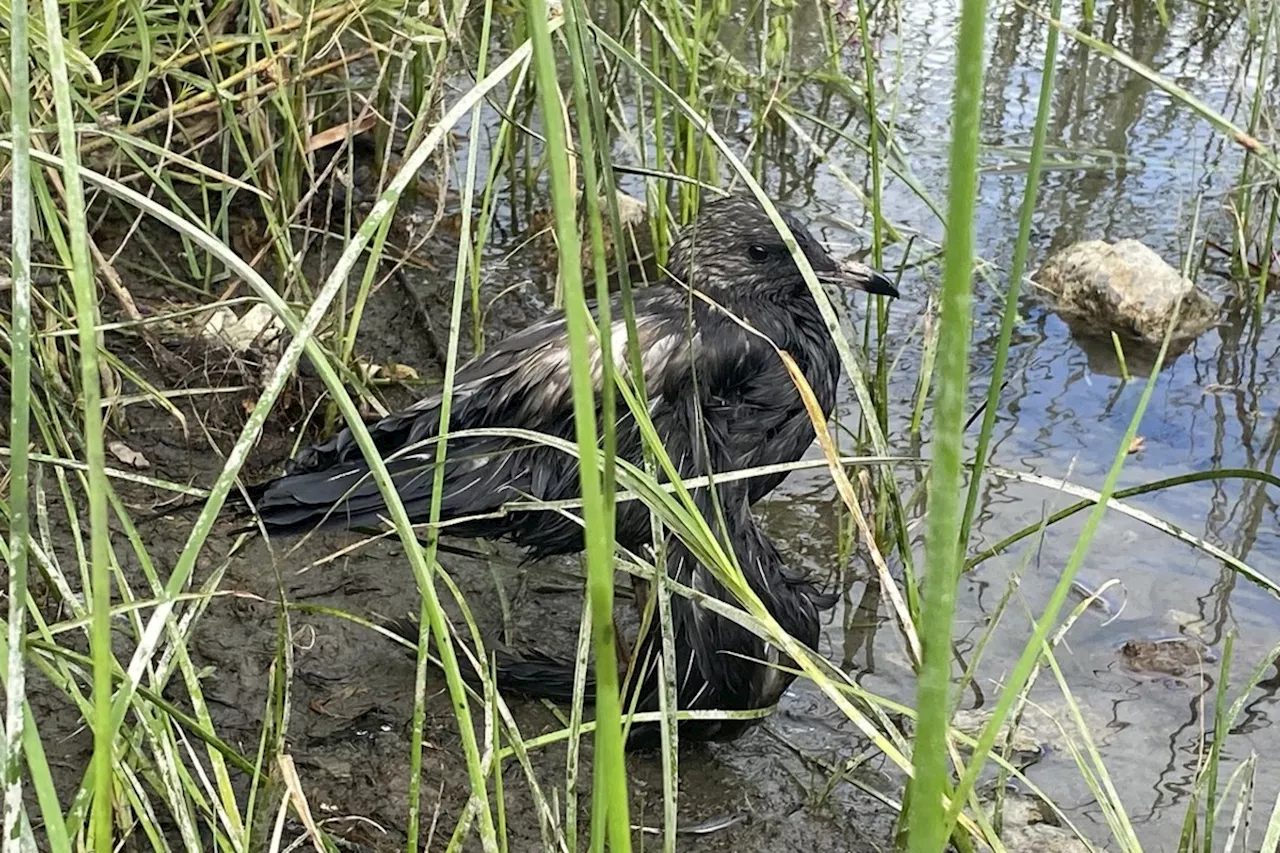 Montreal police called in to investigate motor oil spills in St. Lawrence River