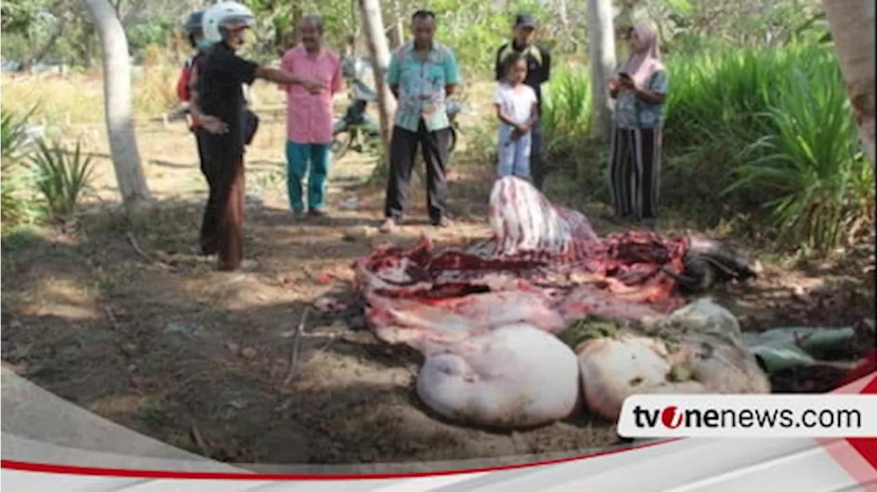 Pencurian Kerbau Modus Potong di Tempat, Gemparkan Warga Lumajang