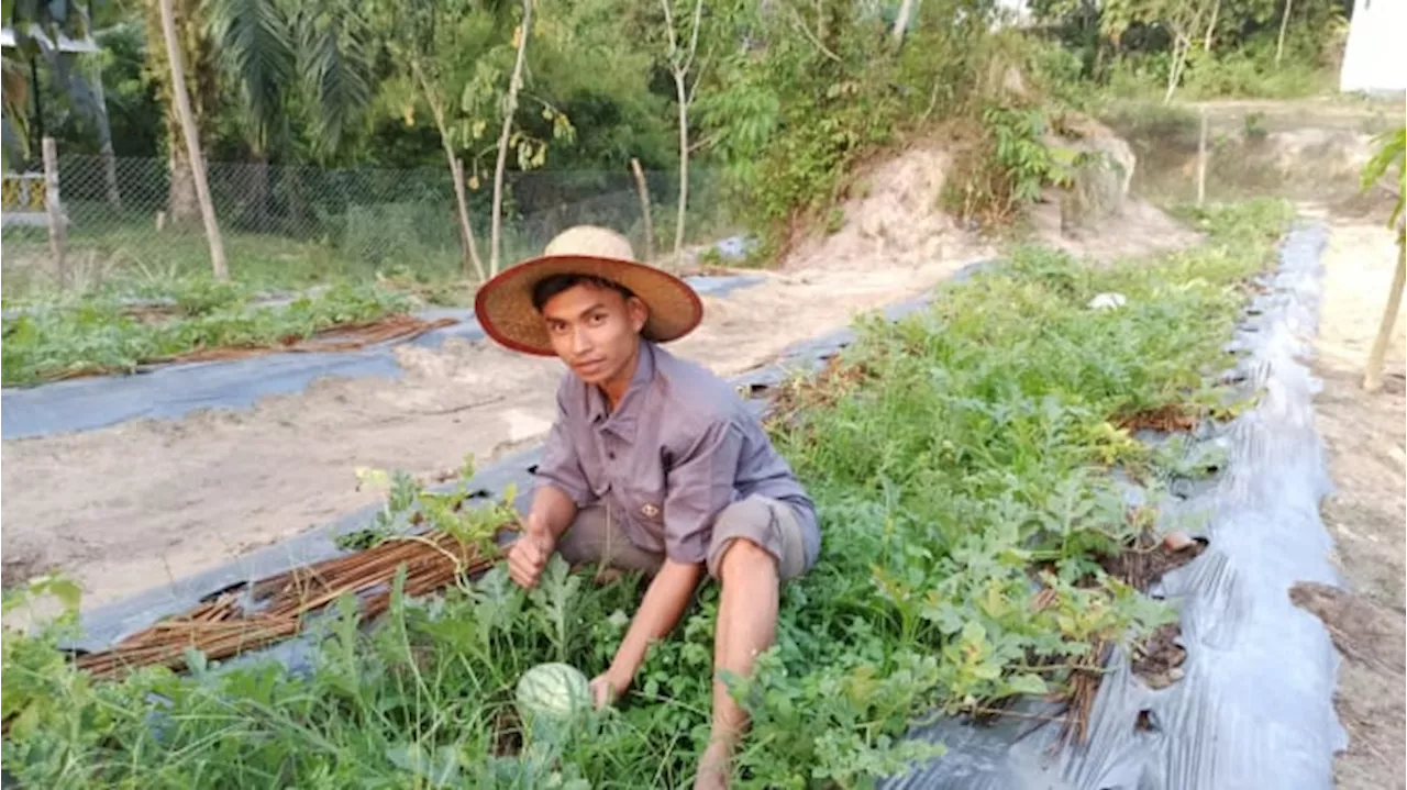 Adaptasi Perubahan Iklim dengan Pertanian Lahan Tanpa Bakar