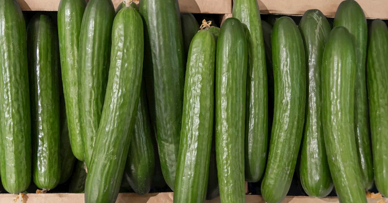 Cucumbers recalled for salmonella linked to 450 illnesses in 31 states