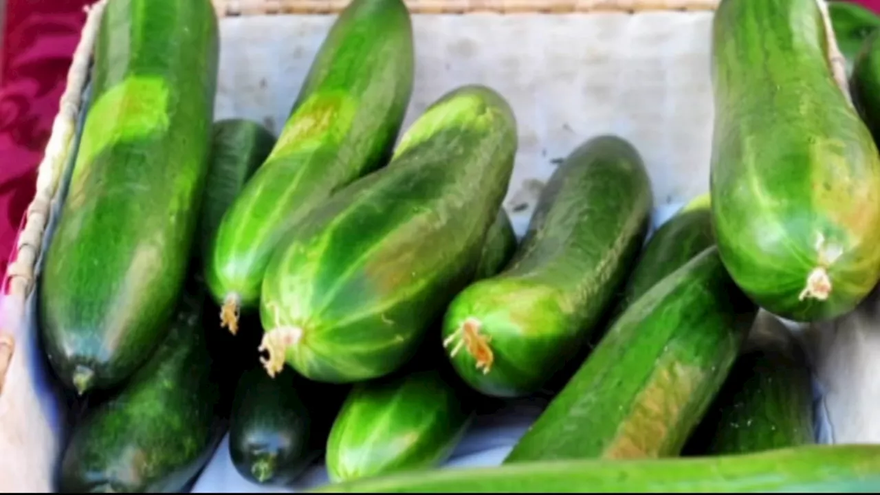 Cucumbers linked to salmonella outbreak in 31 states, including dozens in Pennsylvania