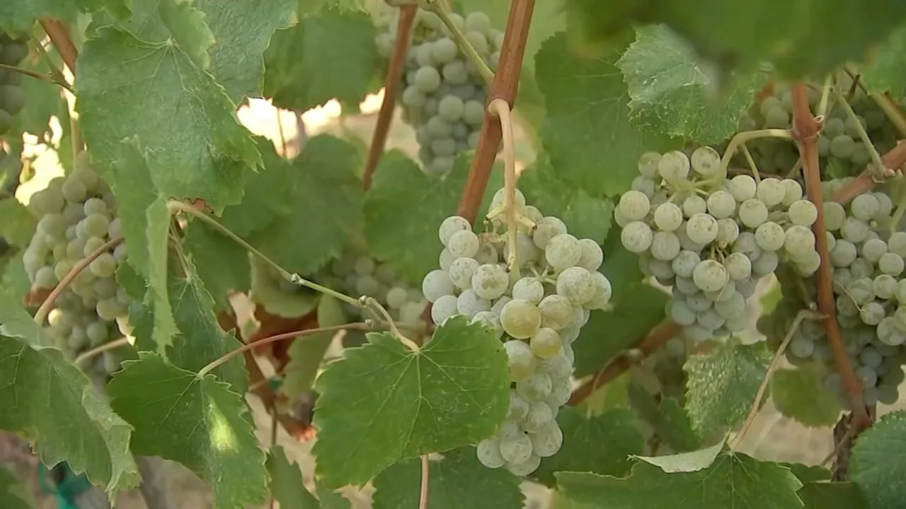 Grape harvest kicks off early in Livermore Wine Country under challenging conditions