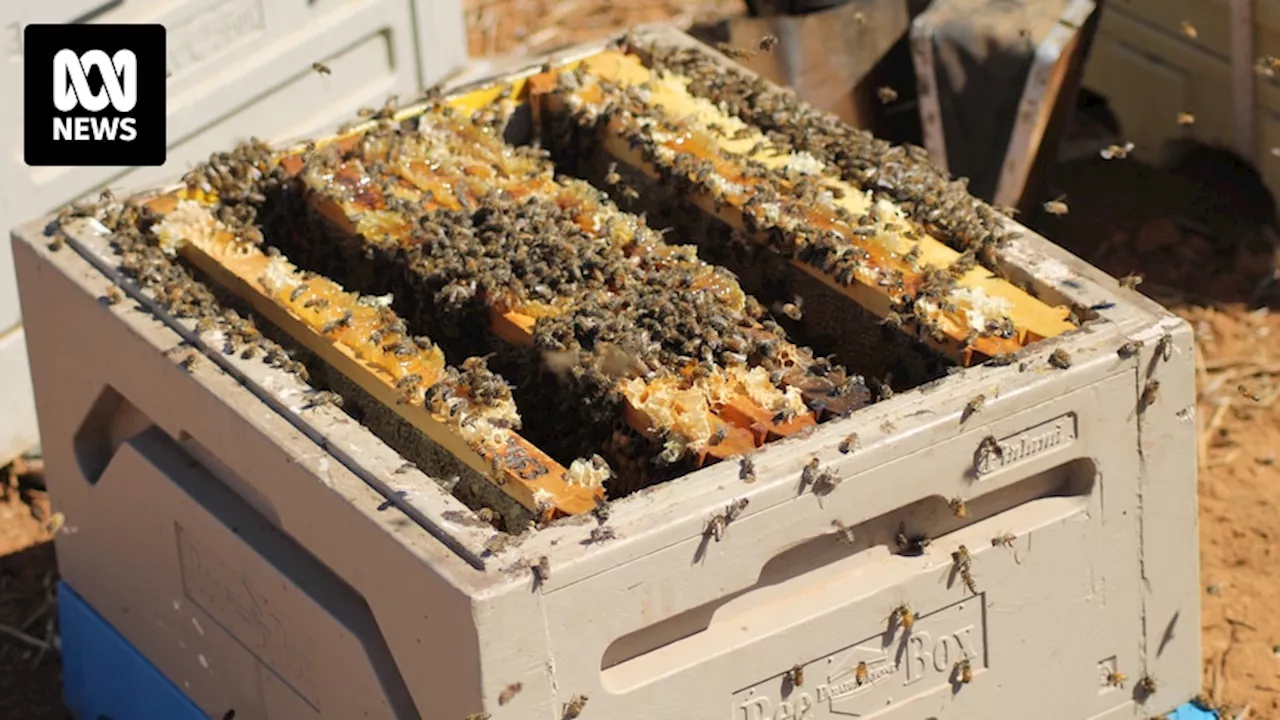 Australian-made insulated beehives are modernising beekeeping and boosting honey production