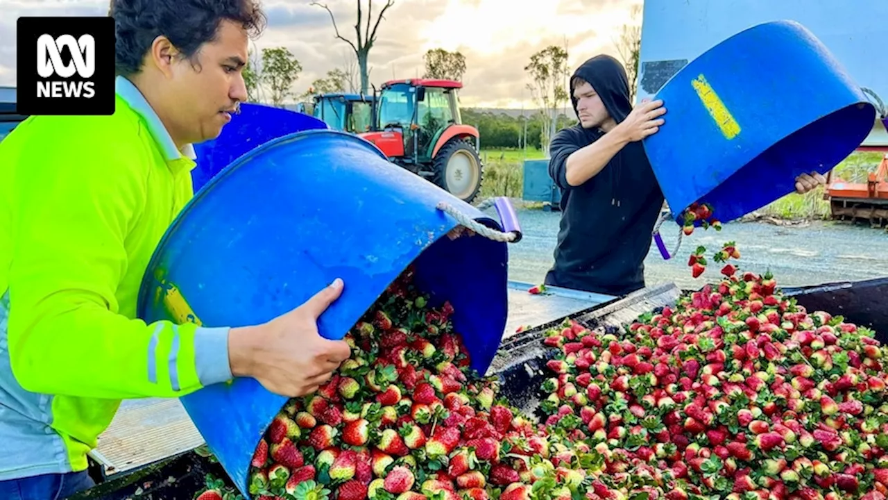 Devastating strawberry losses after days of heavy rain in Queensland