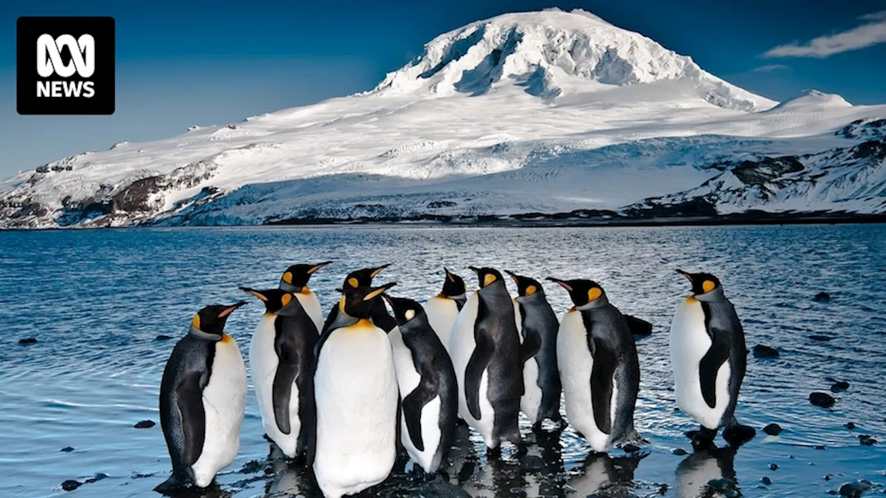 The Great White Whale film captures climb to Australia's highest peak