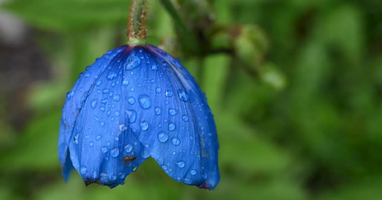 ‘Teaming With Microbes’ podcast: Gardening in the rain