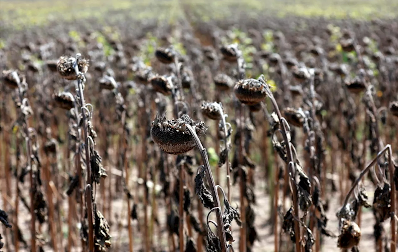 Siccità: Legacoop Agroalimentare, al Sud 4 miliardi di danni