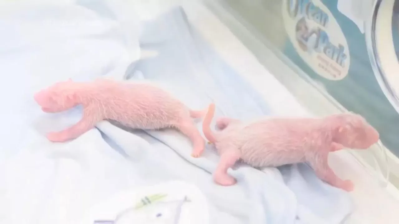 Panda twins are born in Hong Kong to Ying Ying, the world's oldest first-time mom