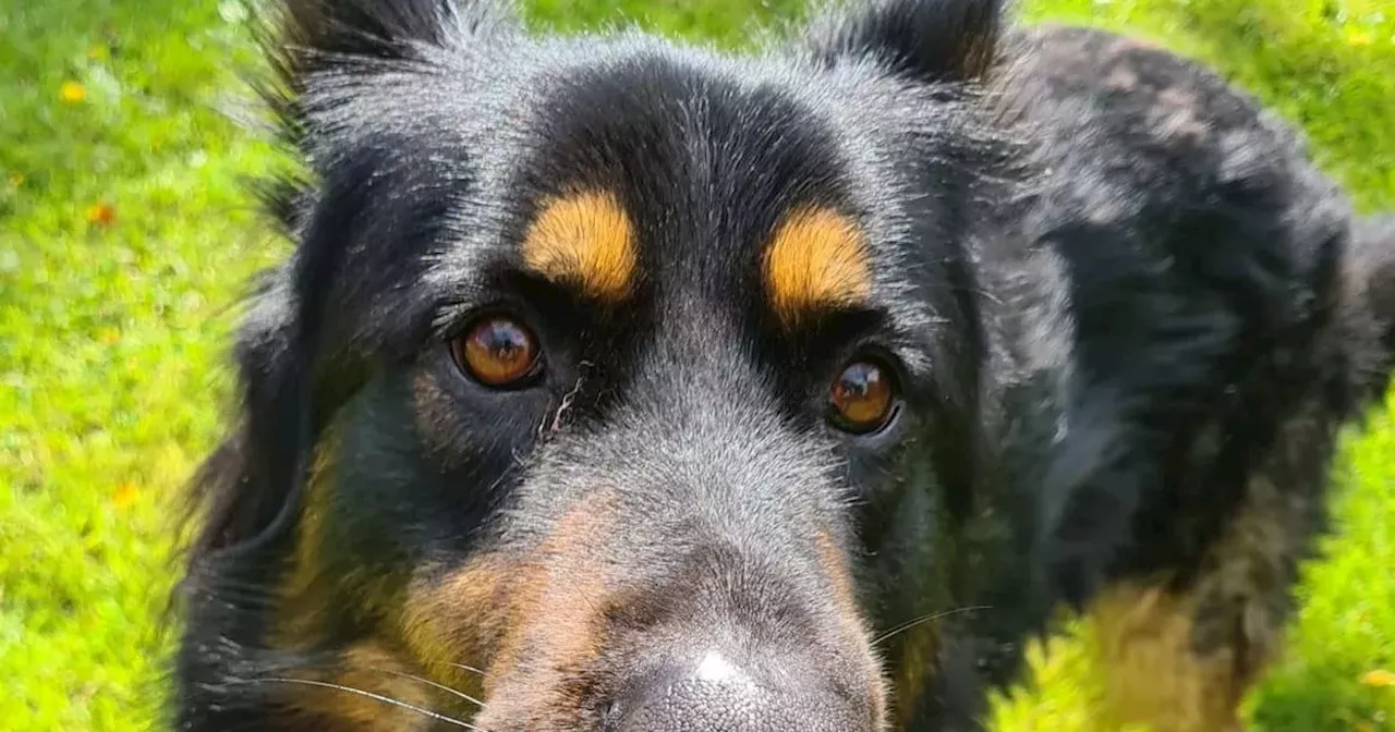 Rescue dog Freddie and his fabulous eyebrows need a loving new home