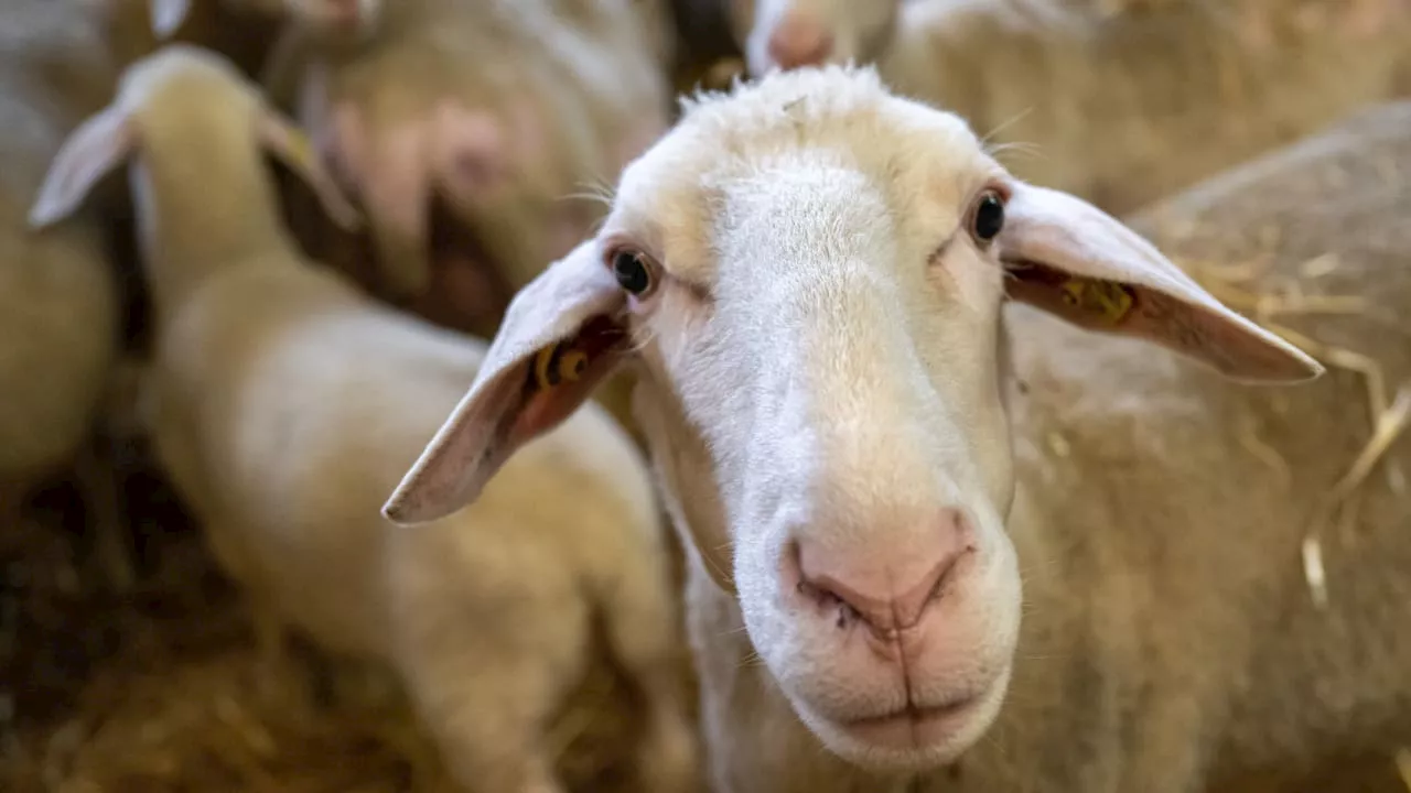 Blauzungenkrankheit: Virus breitet sich in Niedersachsen aus