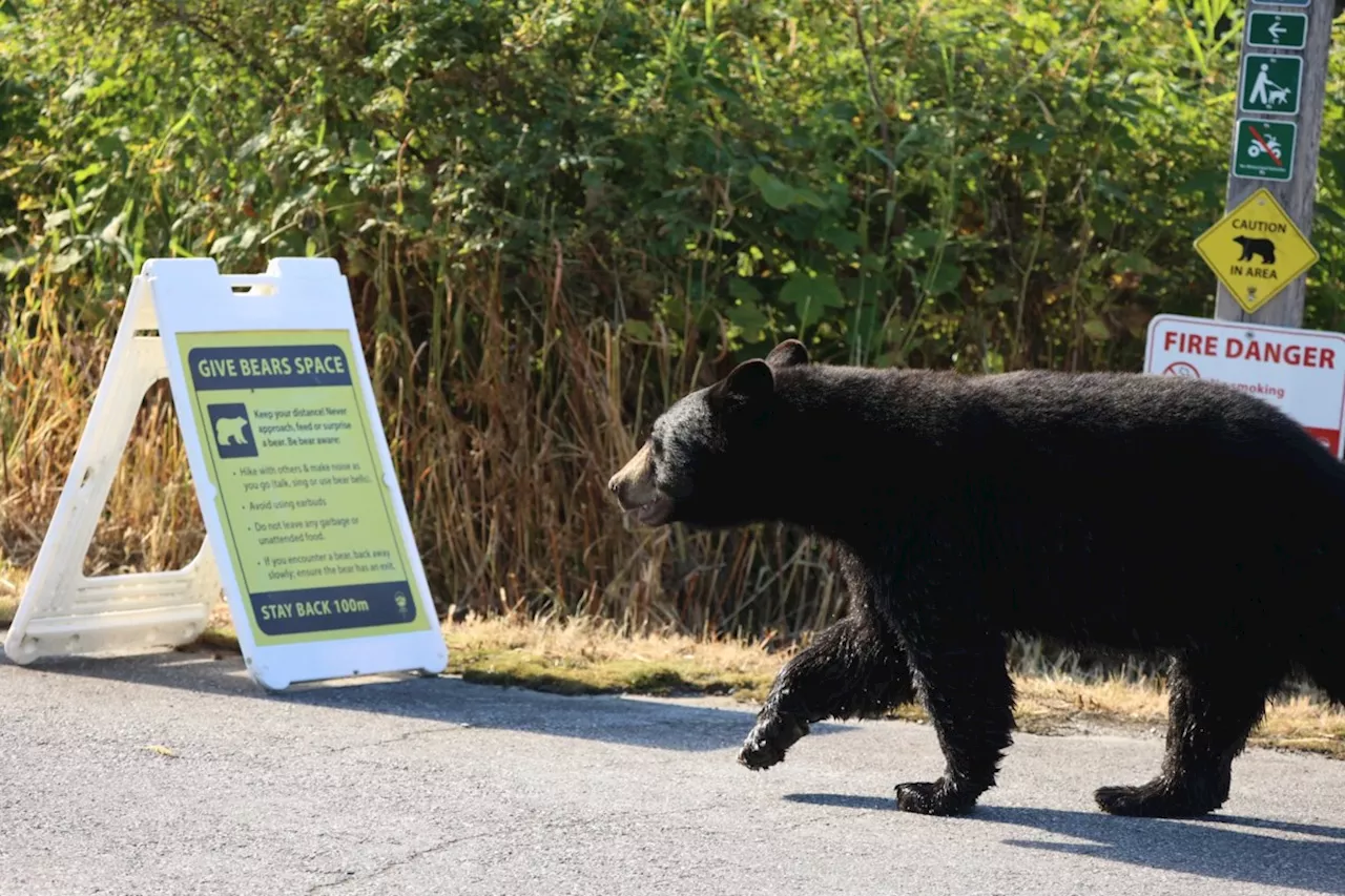 Residents on Coquitlam's Burke Mountain fed a hurt bear. Now, it's dead