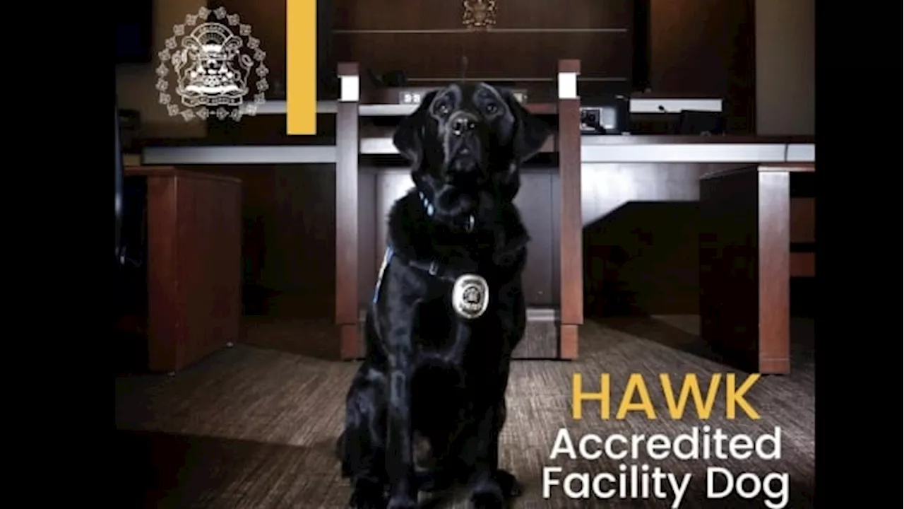 Hawk, the trailblazing trauma dog with Calgary Police Service, dies at 14