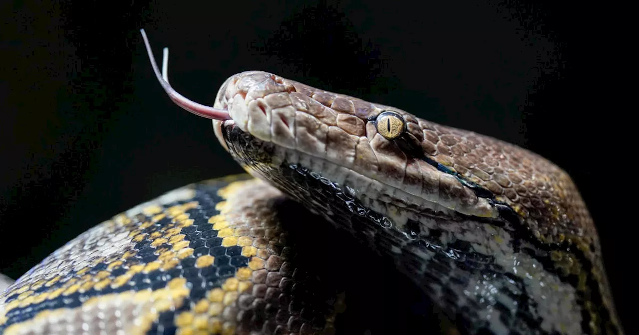Woman dies in python attack after being swallowed up to her shoulders, Indonesia officials say