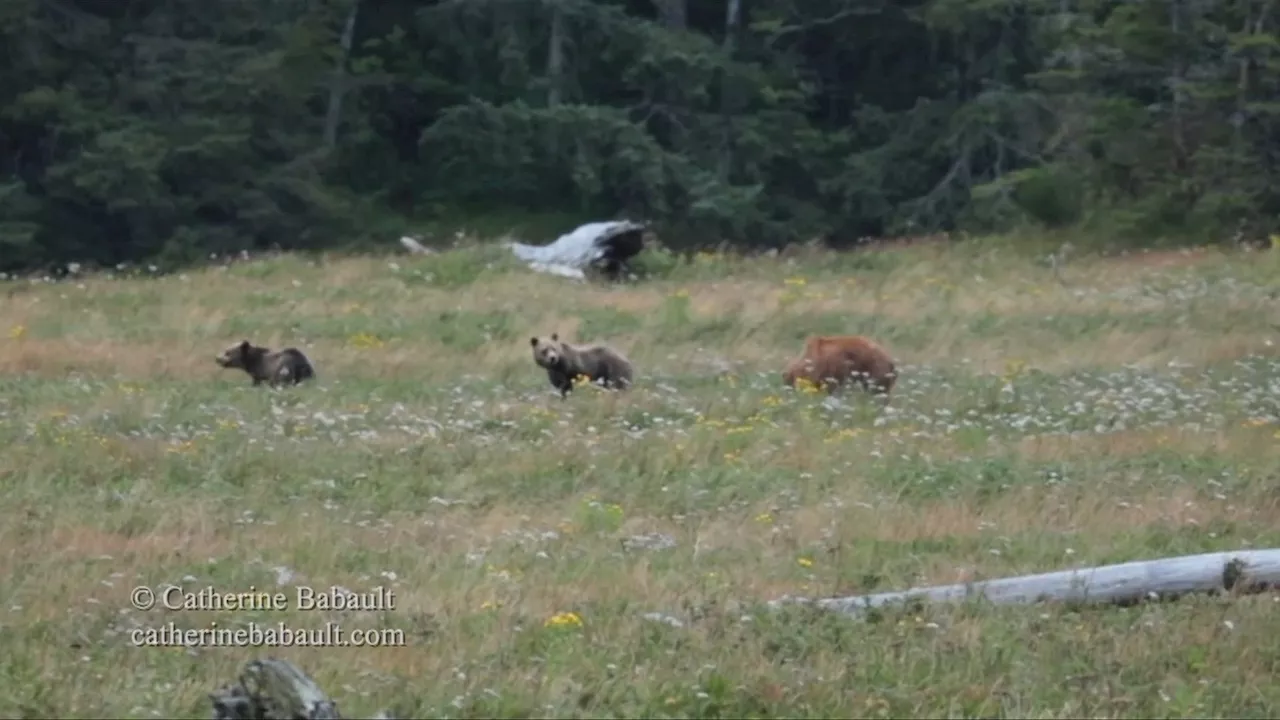 First ever grizzly bear sow and cubs spotted officially on Vancouver Island