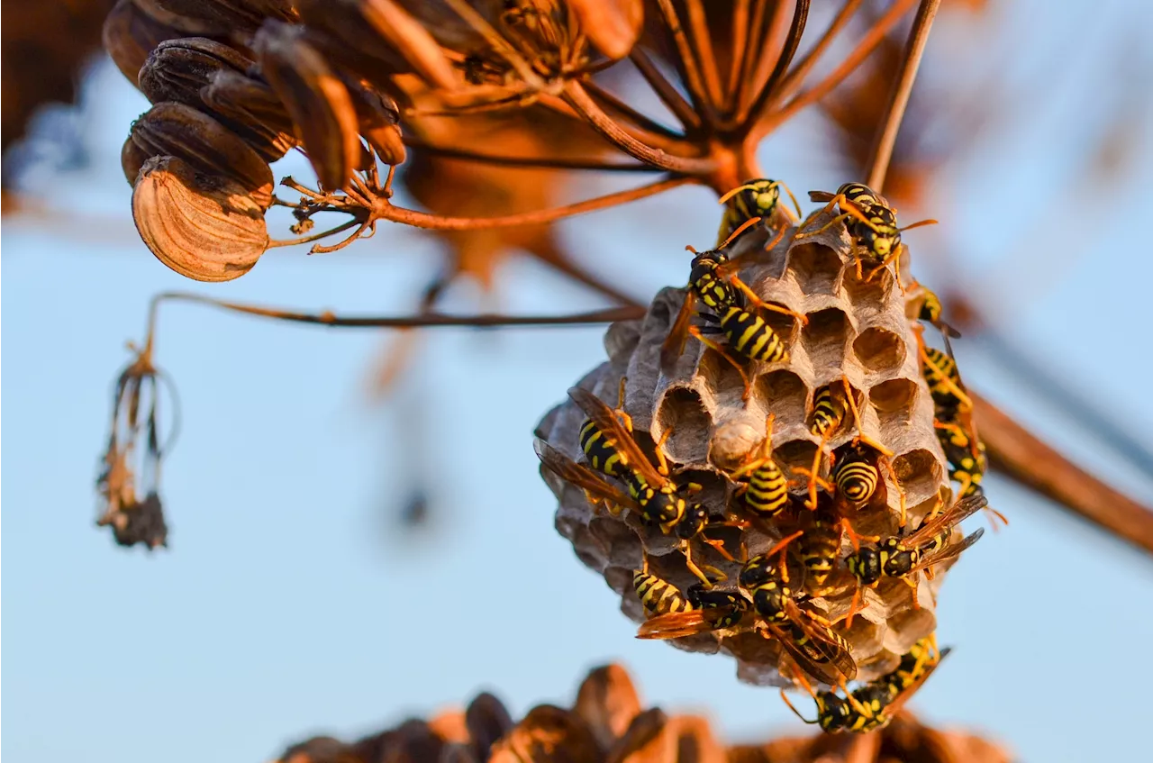 Des insectes 'ivres et en colère' attaque la Grande-Bretagne, les conséquences pourraient être terribles