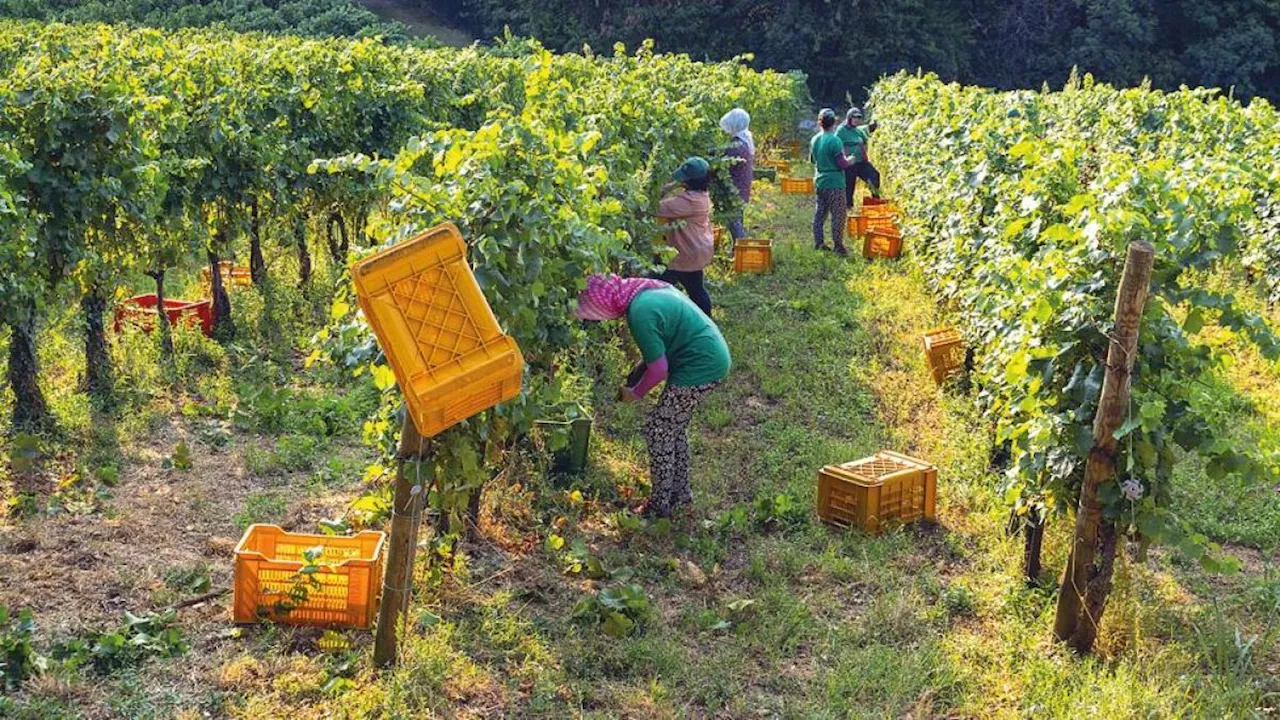 Vendemmia, l’anticipo record: «Nonostante la siccità l’annata sarà buona»