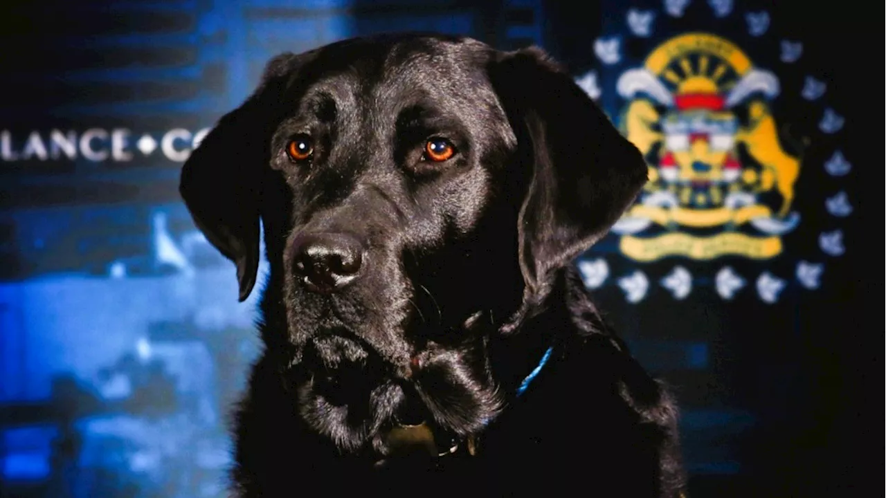 Calgary’s first victim assistance police dog passes away