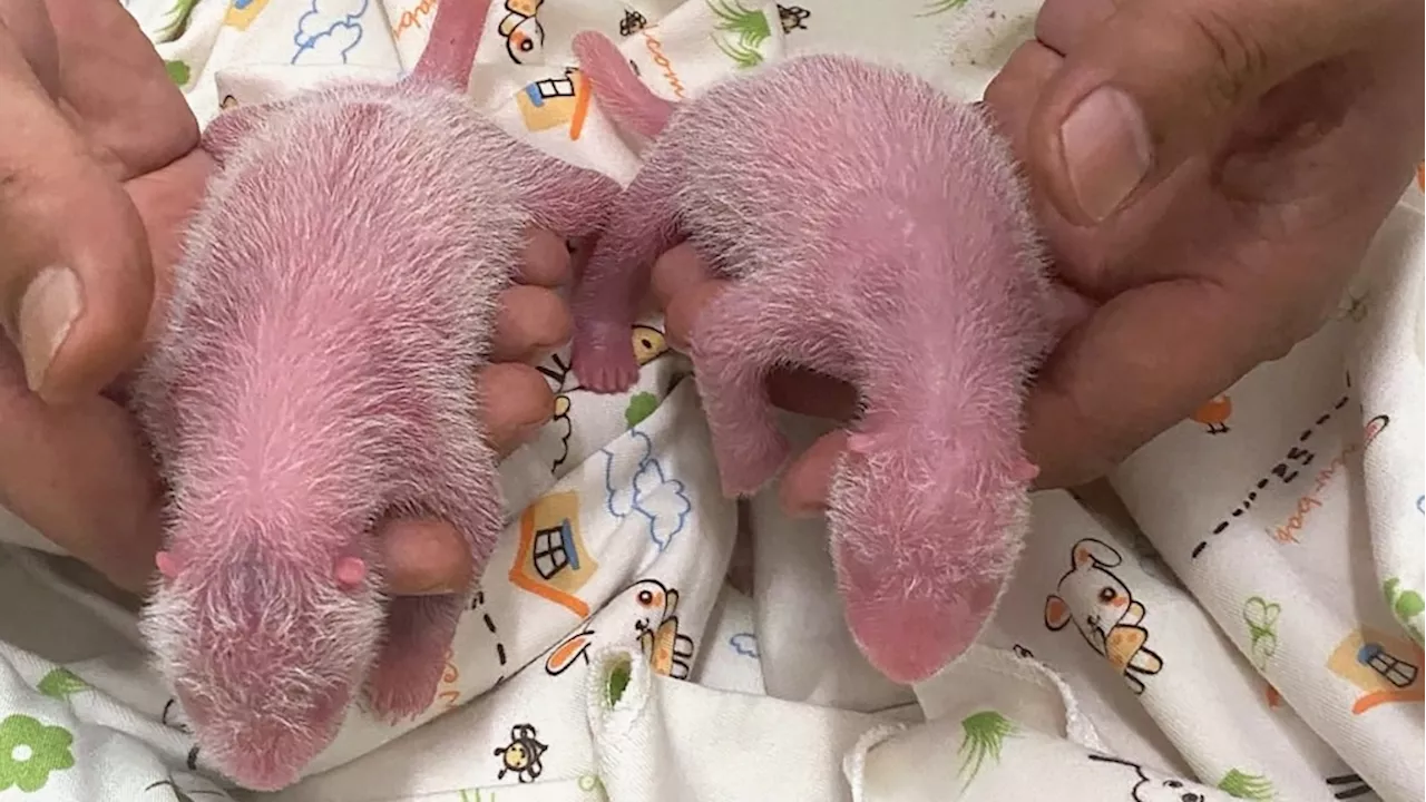 Panda twins are born in Hong Kong to Ying Ying, the world's oldest first-time mom