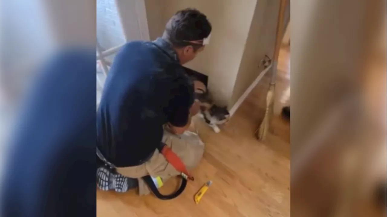 Ottawa firefighters free cat trapped in wall of Orleans home