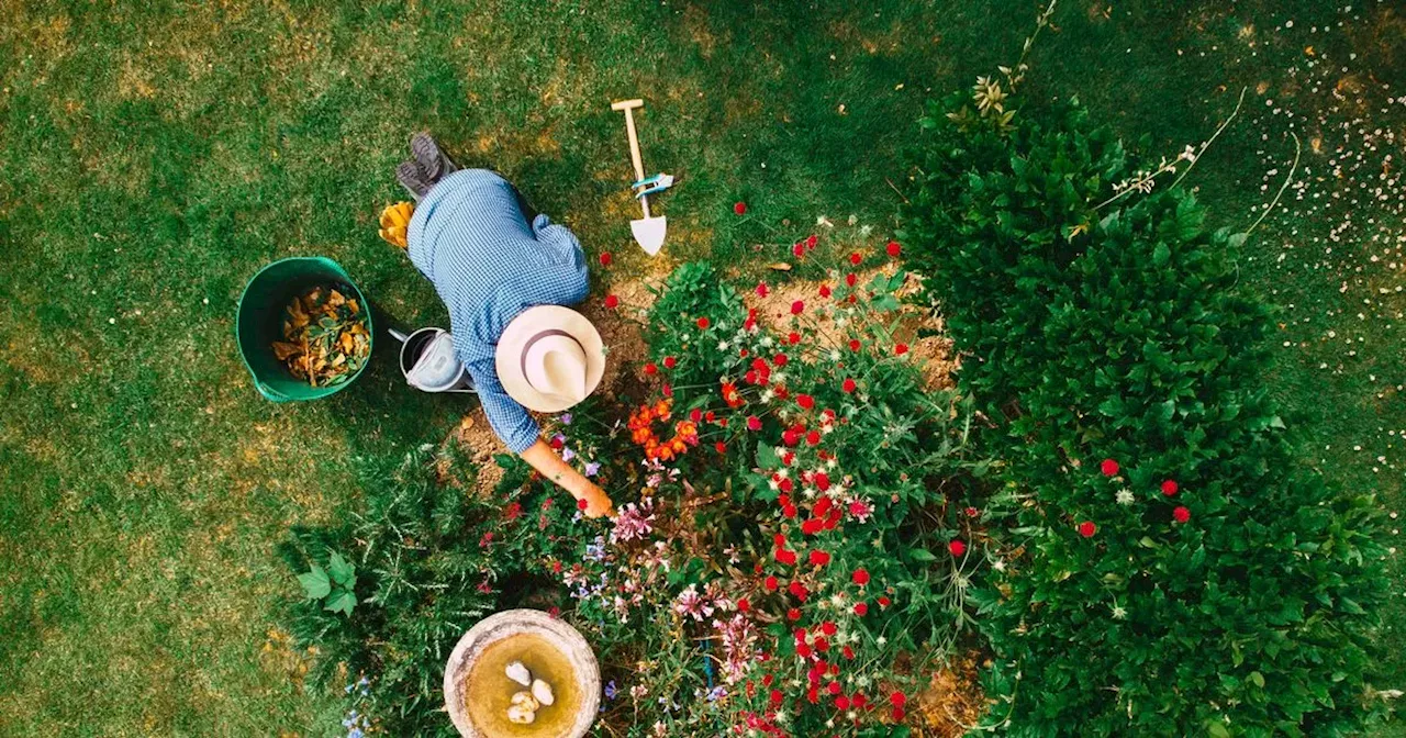 Top garden jobs to do in August to ensure a beautiful garden in autumn