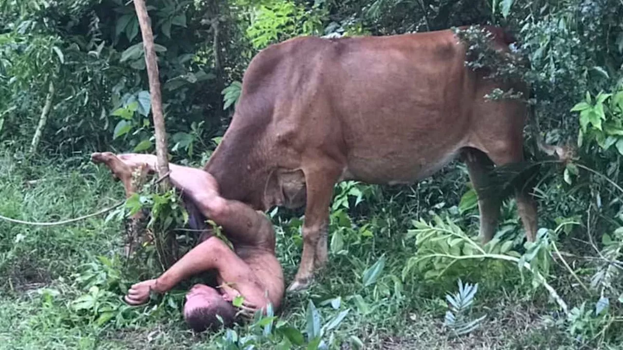 Russian tourist who 'tried to rape a cow' is gored by the animal