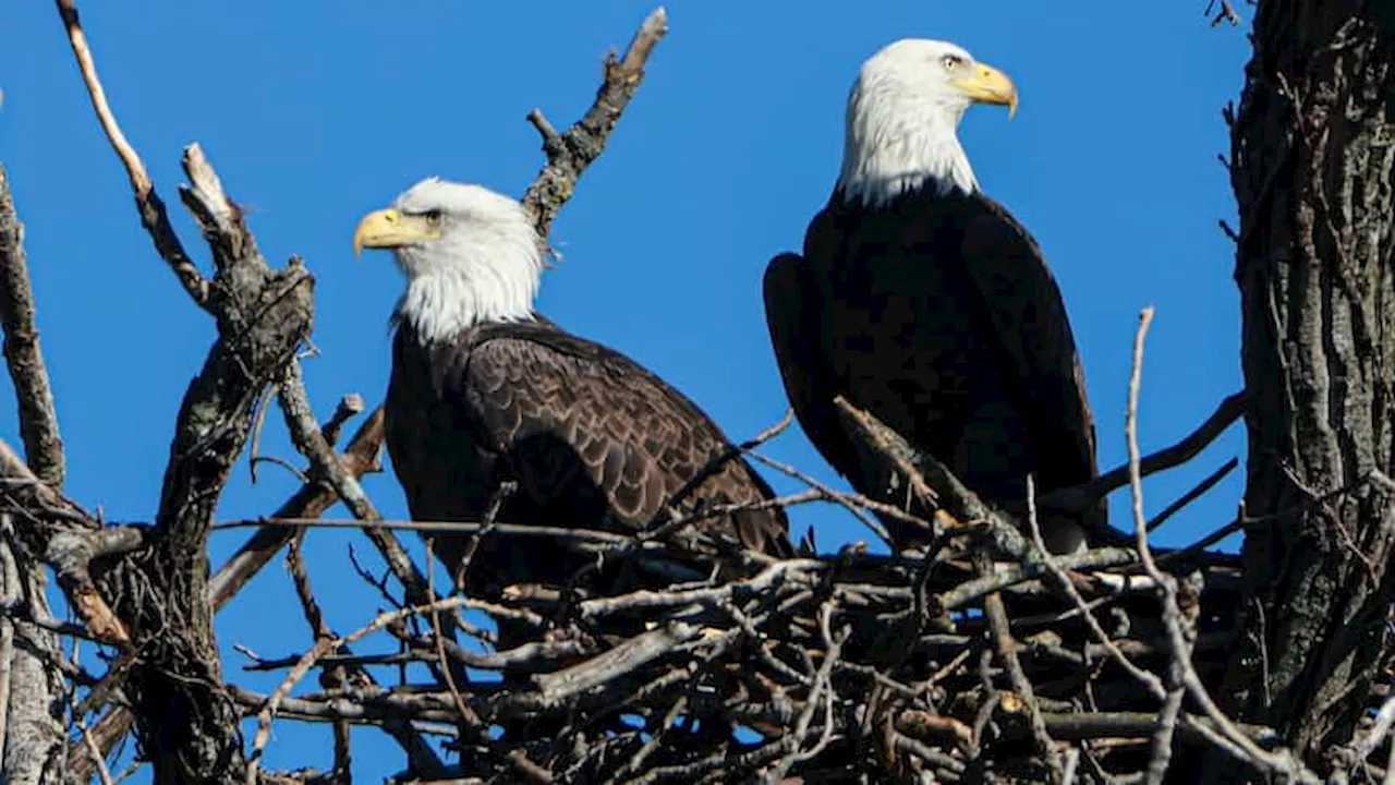 $15k reward offered for info on destroyed Texas bald eagle nest