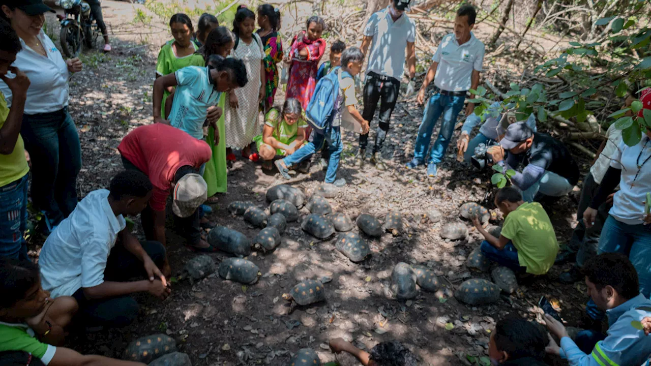 Corpoguajira libera 43 tortugas morrocoy en la cuenca baja del río Ranchería