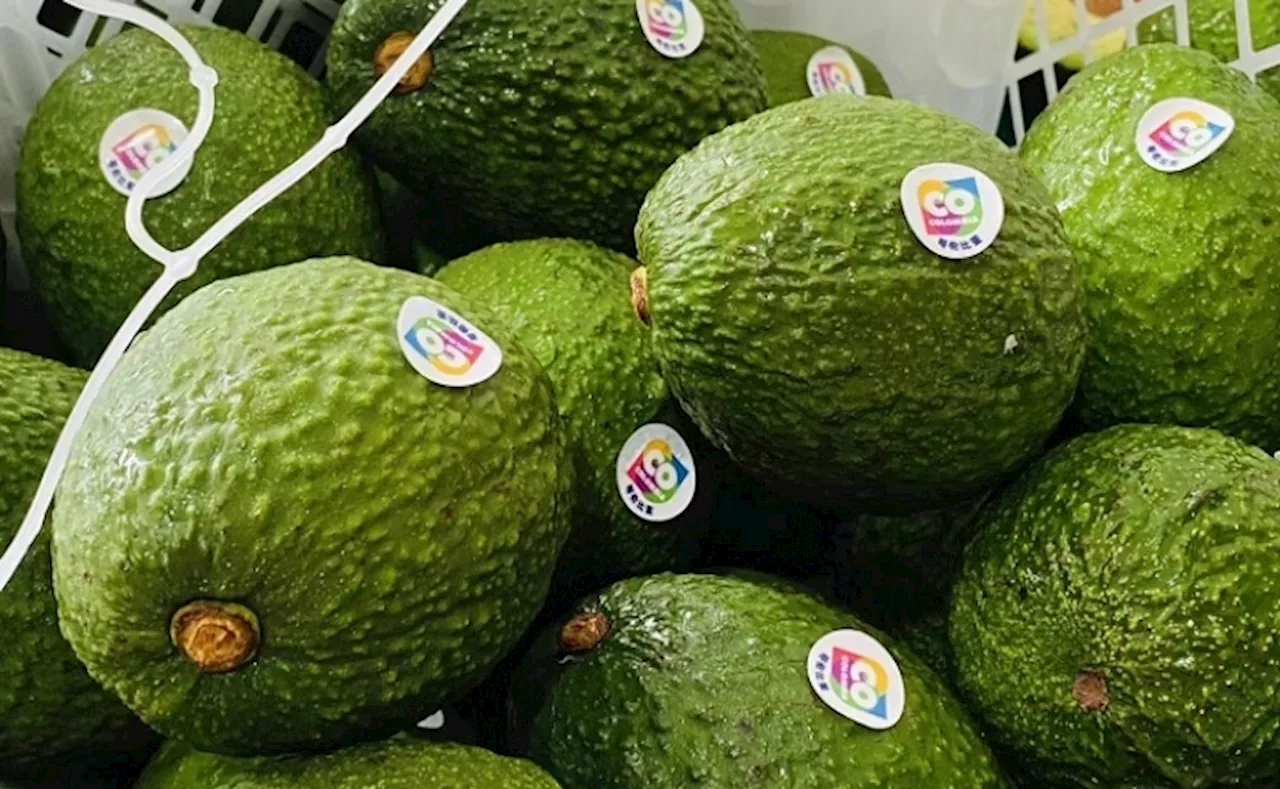 Ya son 5.000 los contenedores de aguacate Hass exportados desde Cartagena