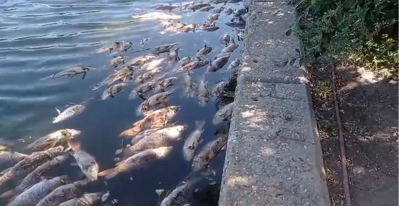 Cientos de carpas muertas en el lago del parque de Juan Carlos I de Madrid