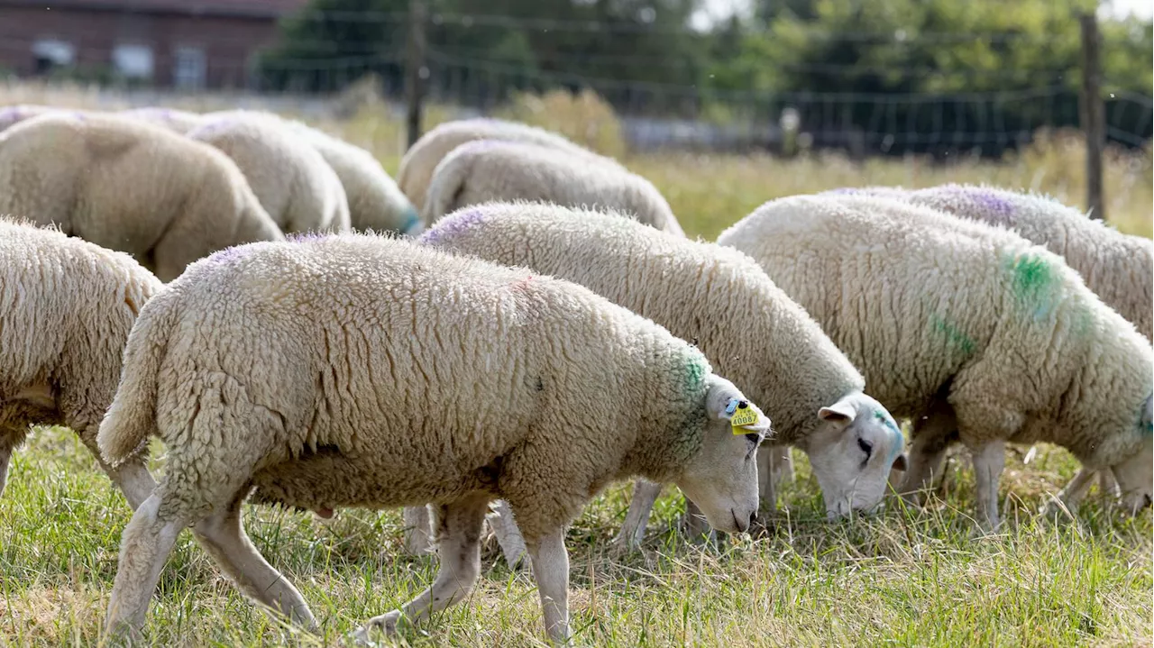 Plus de 40 foyers de fièvre catarrhale ovine confirmés dans six départements du nord de la France