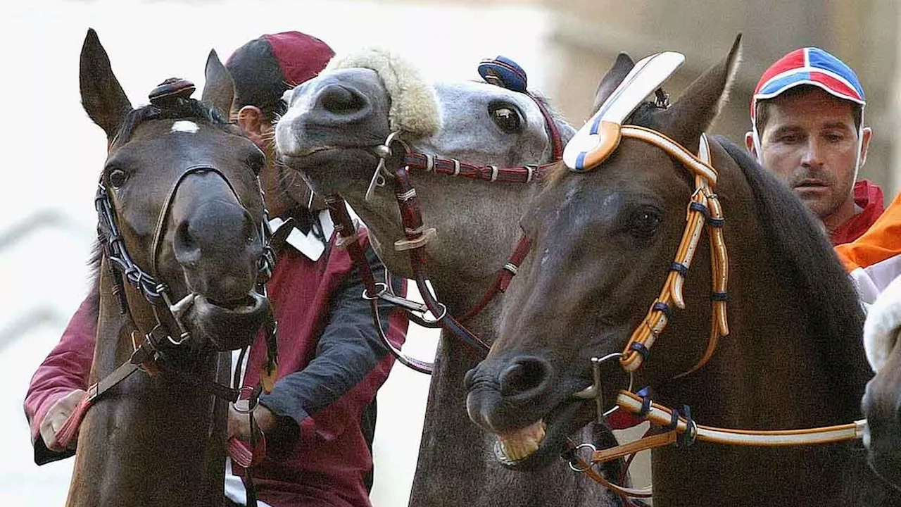 Palio di Siena 2024 del 16 agosto: orario, contrade, fantini e cavalli