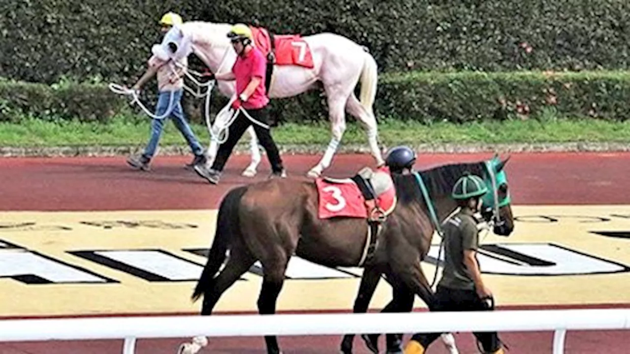 「アオハル」笠松競馬場で成長、新天地へ