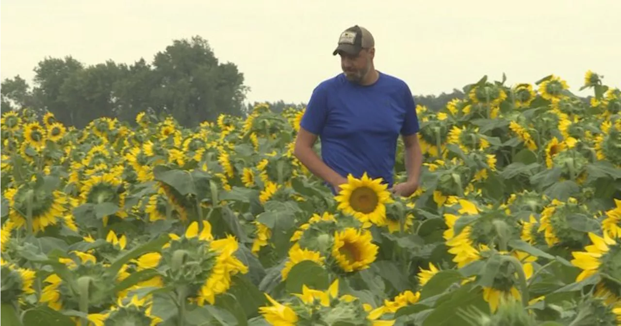 Haywood, Man. farmer offers sunflower selfies for a good cause