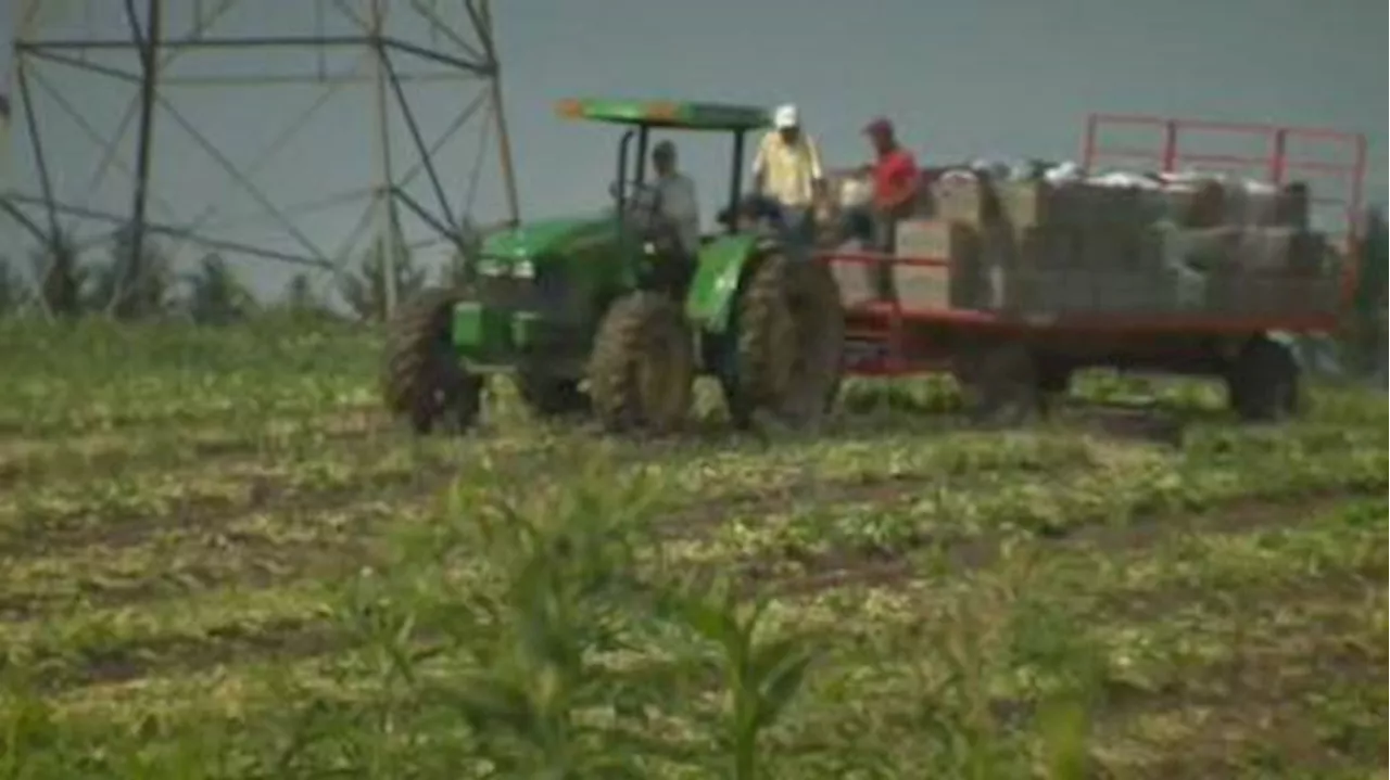 Canada’s temporary foreign worker program a ‘breeding ground’ for contemporary slavery: UN report