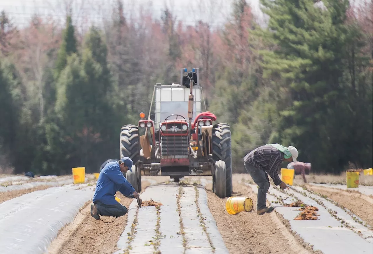 The temporary foreign worker program is a scam, and almost everyone is in on it