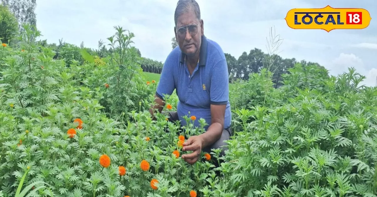 Flower Farming: धान-गेहूं नहीं...इस फूल की खेती से किसान कमा रहे मुनाफा, मेहनत-लागत भी कम; जानें तरीका