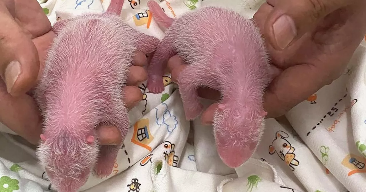 Panda Twins Born To Ying Ying, The World's Oldest First-Time Mom