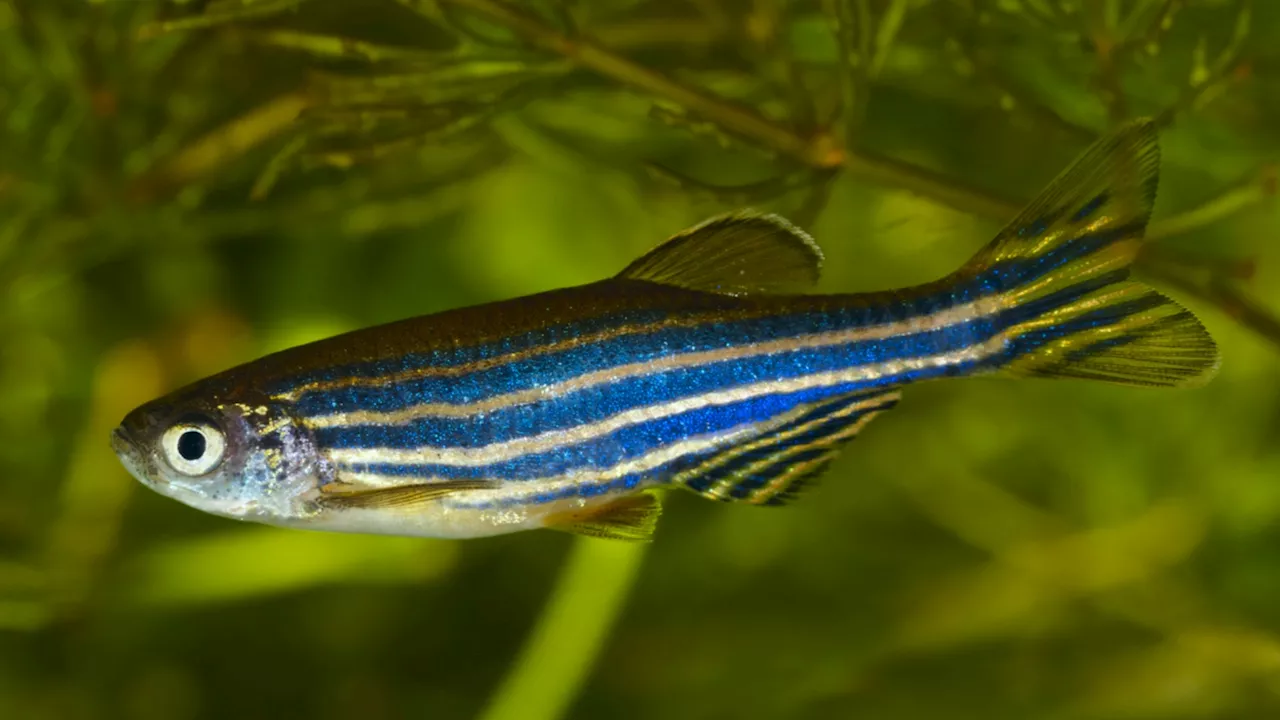 Zebrafish’s unique healing raises hope for human spinal cord injury treatment